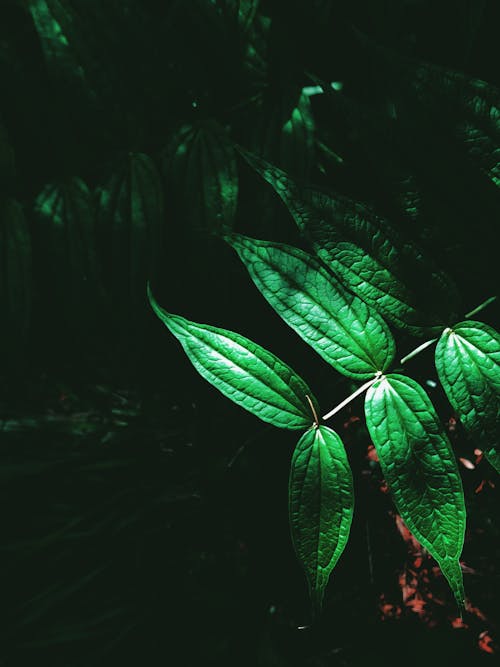 Dark green leaf in garden in daylight