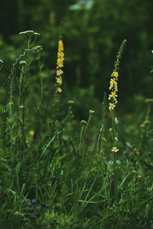 Free Tiny yellow flowers on thick dark green stem surrounded by flowers and grass in meadow Stock Photo