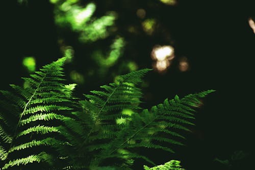Green fern blades in sunlight in woodland