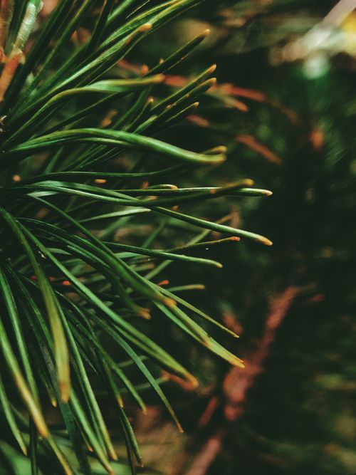 Free Closeup of small green long leaves of spruce with yellow edges surrounded by greenery in daylight Stock Photo