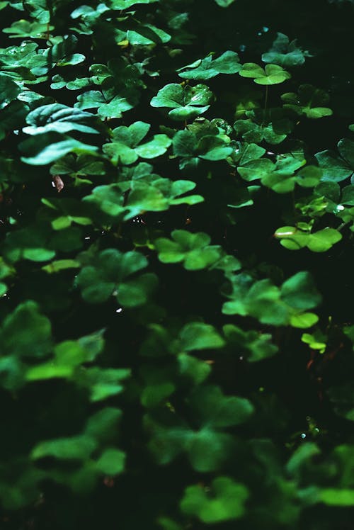 Small dark green four leaves clovers surrounded by grass in exotic forest in sunlight