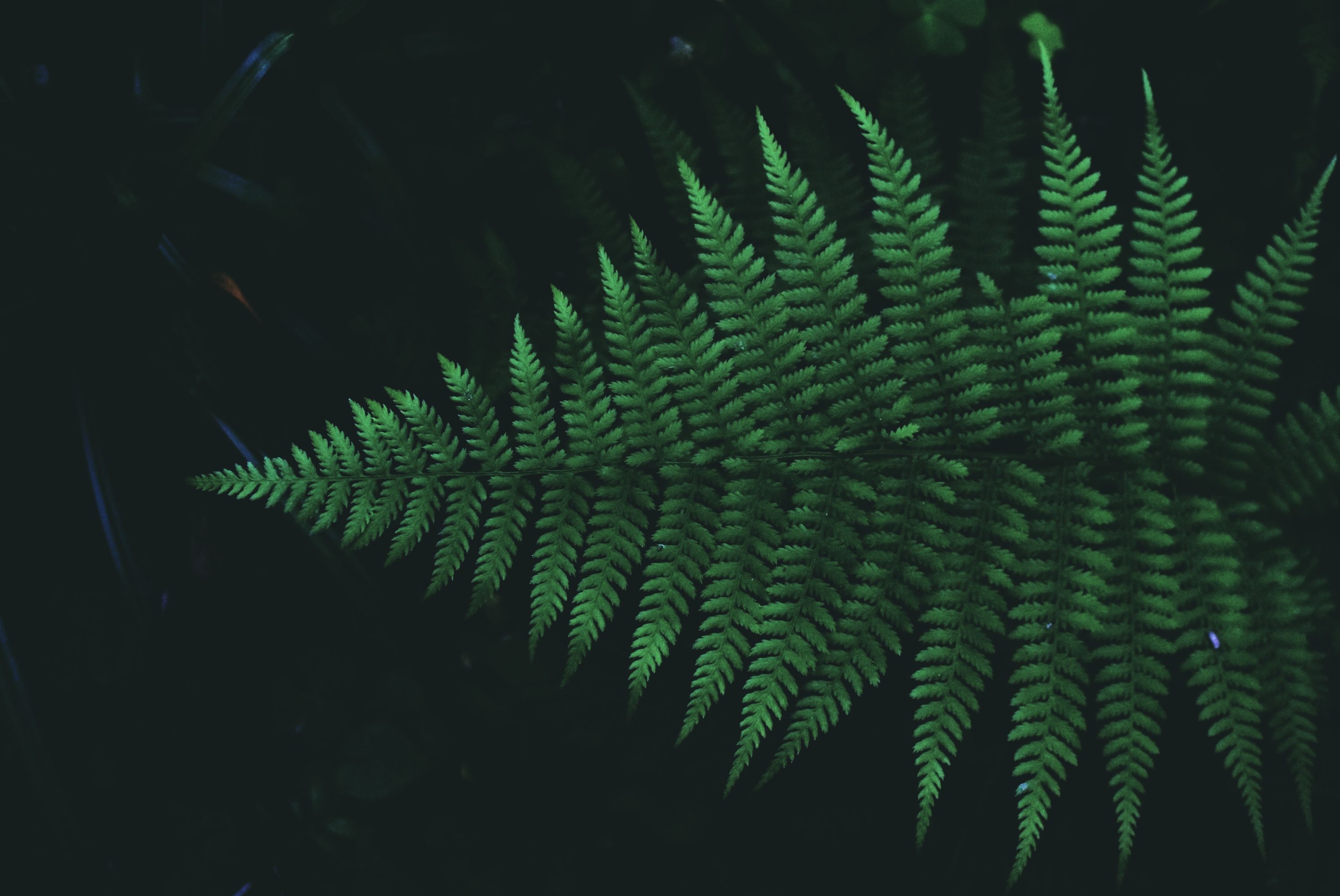 Bush Pattern Photos, Download The BEST Free Bush Pattern Stock Photos ...