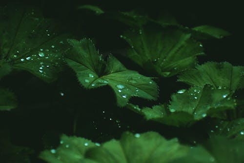 Closeup of drops of dew on dark green leaves of Hydrocotyle leucocephala in daylight