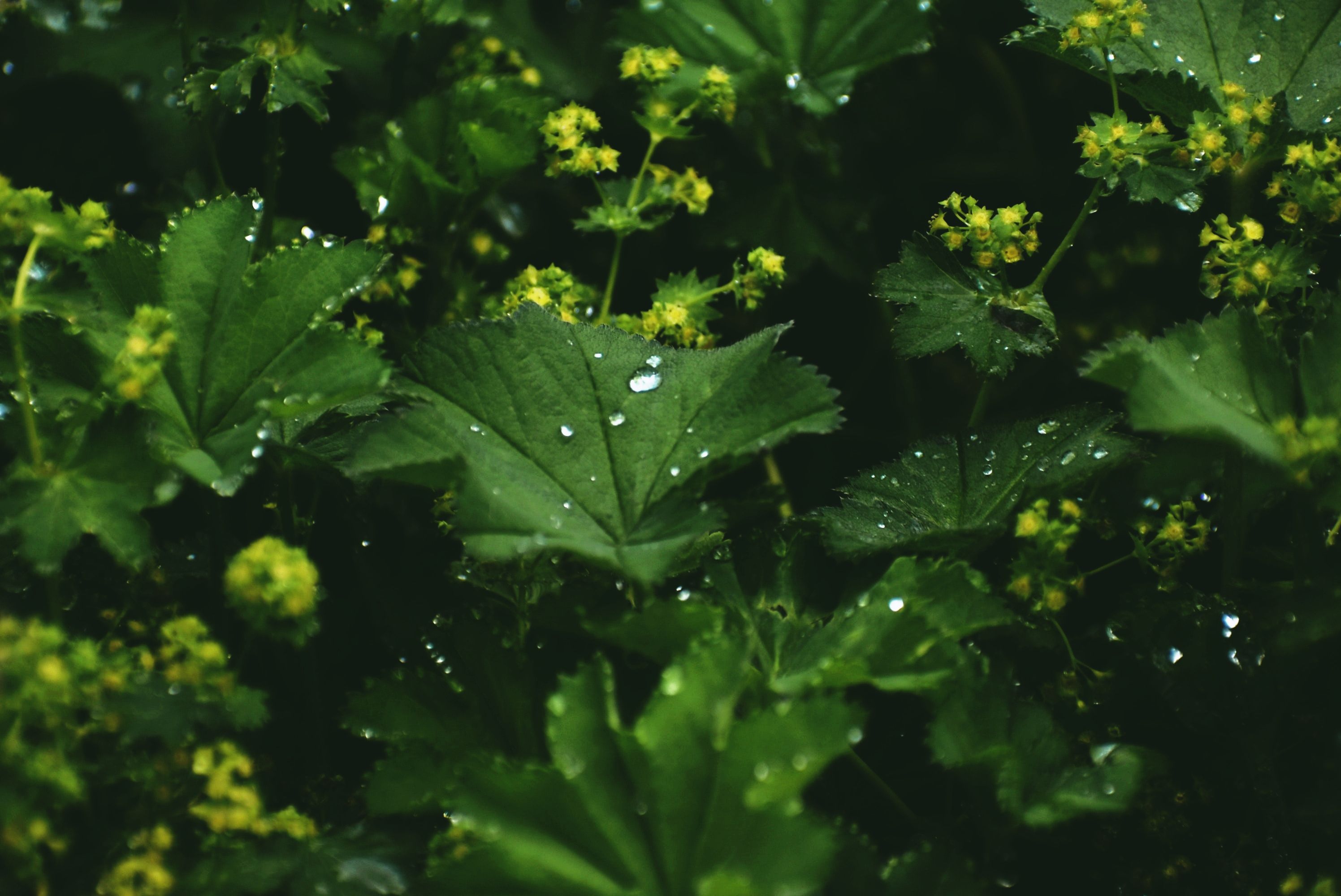 Lady's Mantle Botanical Photo