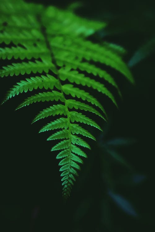 Closeup of big bright green leaf of tropical fern plant growing in rainforest