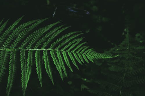 Leaves of green fern at dark