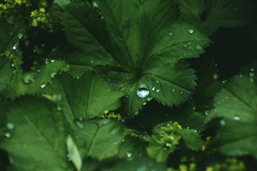 Free Green leaves of Alchemilla mollis with morning dew drops and small yellow flower buds Stock Photo