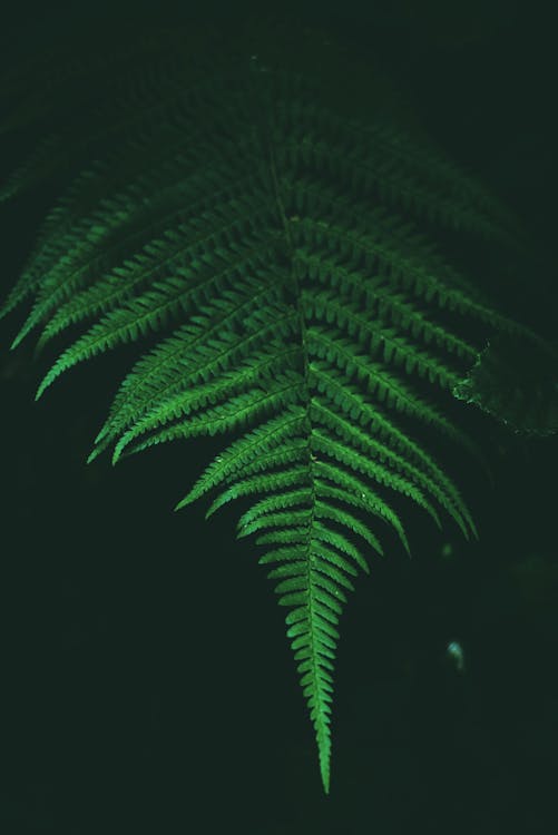 Bright big green leaf of fern plant growing in rainforest in dark environment