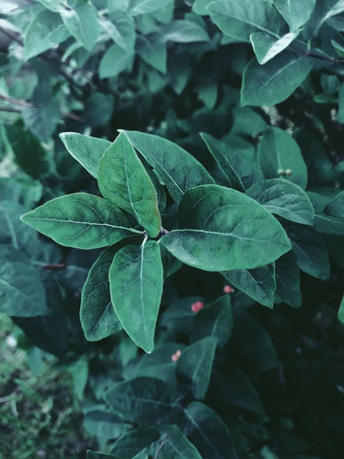 Green plant with pointed leaves in forest