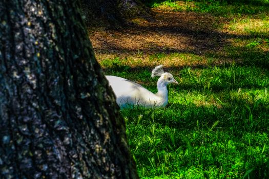 Blue and Green Peacock · Free Stock Photo - 525 x 350 jpeg 43kB