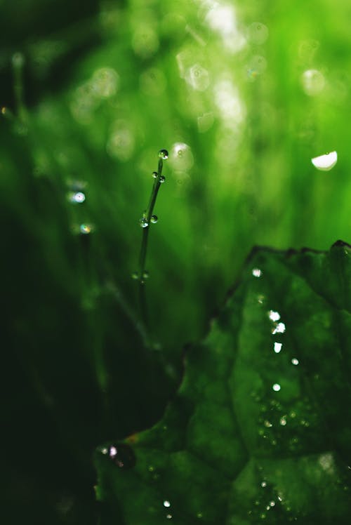 Closeup bright green plant leaf with water drops in tropical forest after rain
