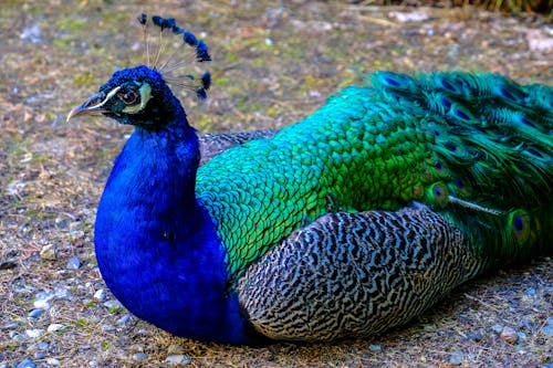 Peacock Lying on Ground