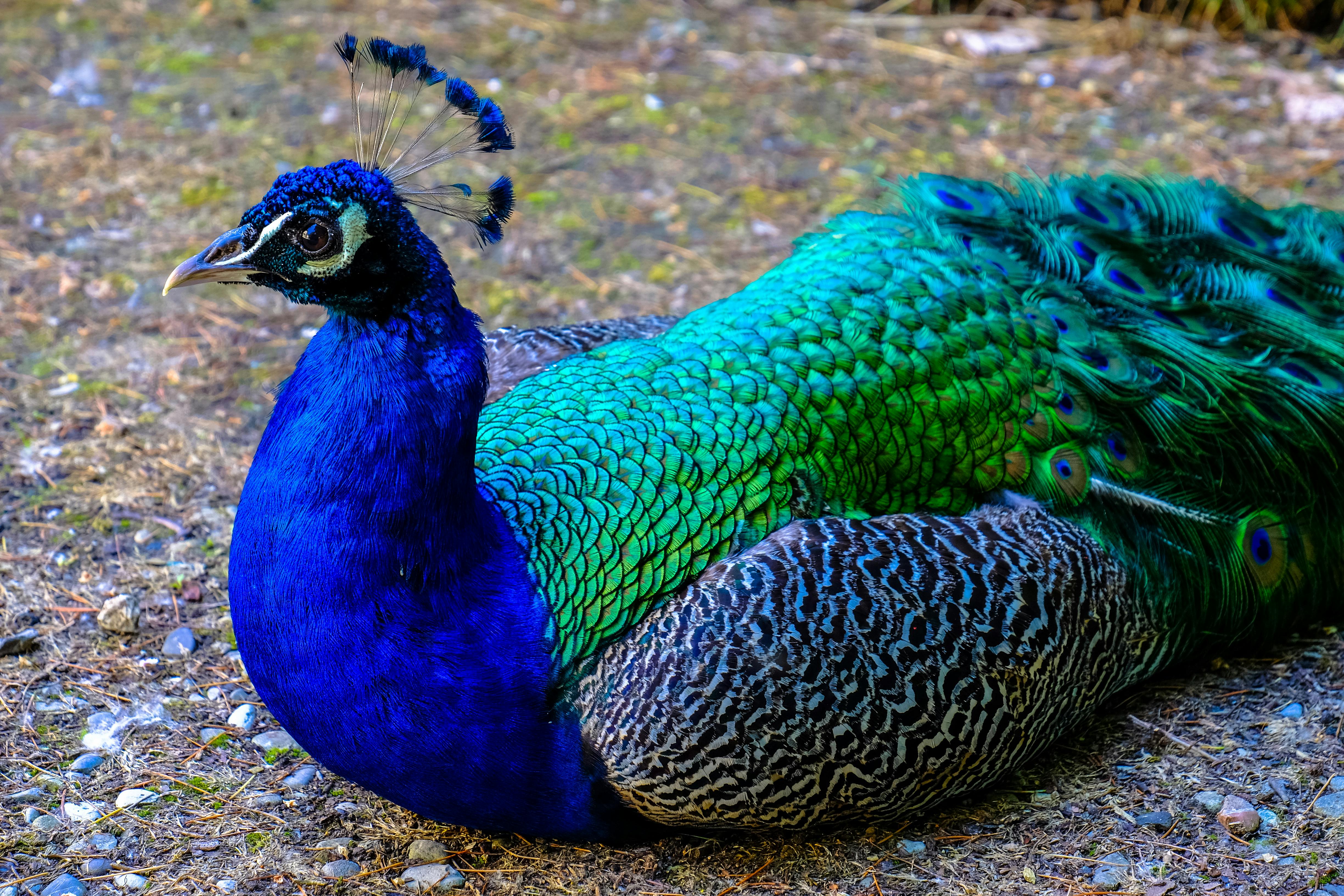 Foto profissional gratuita de animais selvagens animal ao ar livre