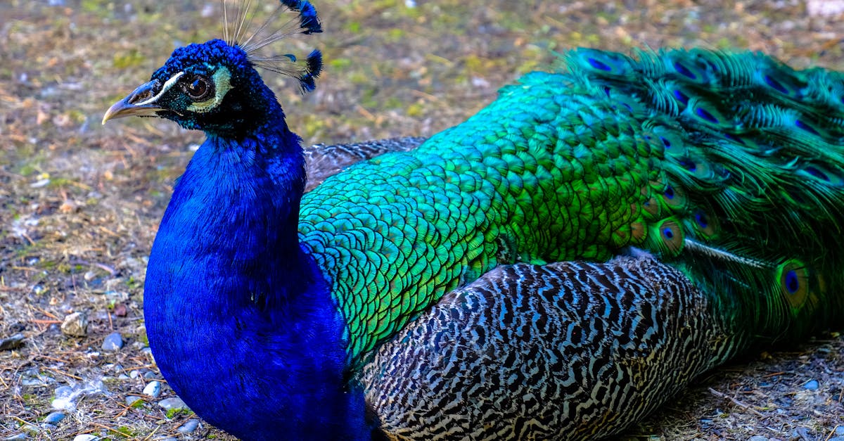Free stock photo of bird, peacock, peacock feathers