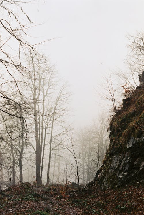 Základová fotografie zdarma na téma mlha, mrtvé stromy, padání