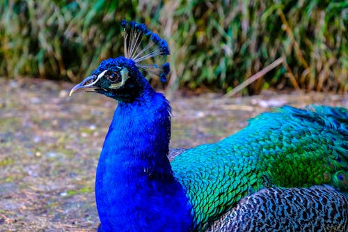 Free Blue and Green Peacock Stock Photo