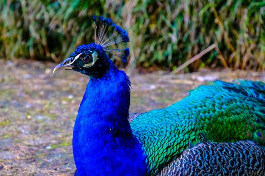 peacock photo