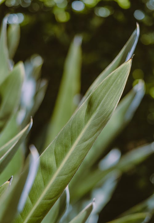 A Plant with Green Leaves in Close-Up Photography