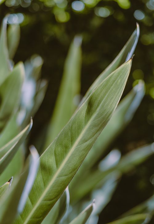 Free A detailed close-up shot of green leaves with a natural bokeh effect in the background. Perfect for nature themes. Stock Photo