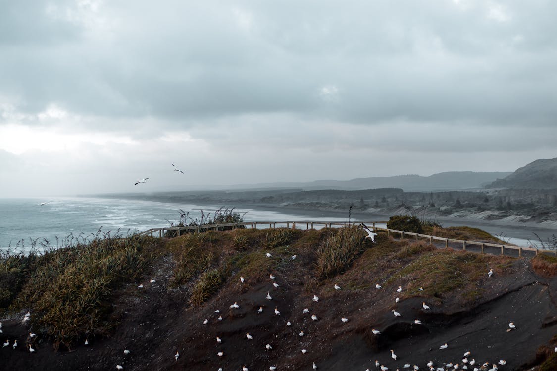 Coast Under Cloudy Sky