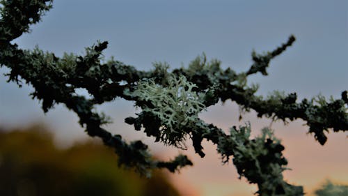 Free stock photo of branches, nature, sunset