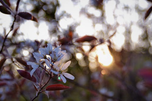 Free stock photo of branches, flower, summer
