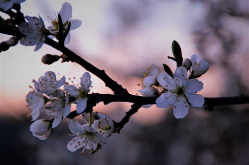 Gratis lagerfoto af blomst, grene, hvid blomst