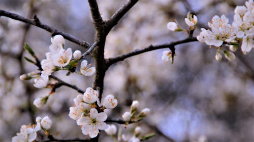 Gratis lagerfoto af blomst, grene, natur