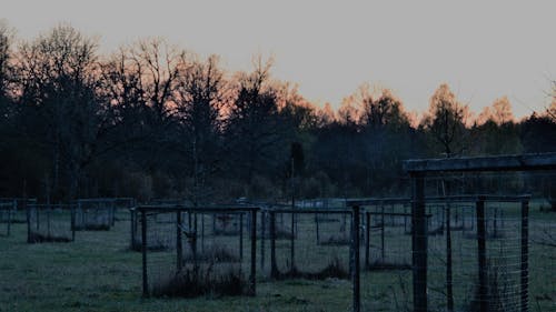 Gratis lagerfoto af landskab, træer