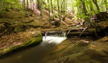 阳光穿过茂密的森林，映照着明亮的绿叶