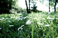 春天，郁郁葱葱的绿色田野中，雏菊静静绽放，呈现出一片宁静的户外场景