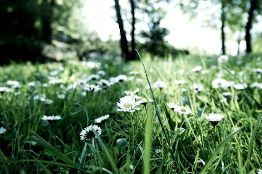 春天，郁郁葱葱的绿色田野中，雏菊静静绽放，呈现出一片宁静的户外场景