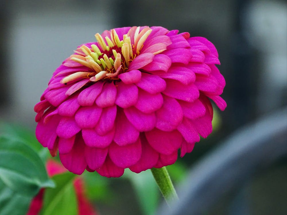 Free Close-up View of Dahlia Flower Stock Photo