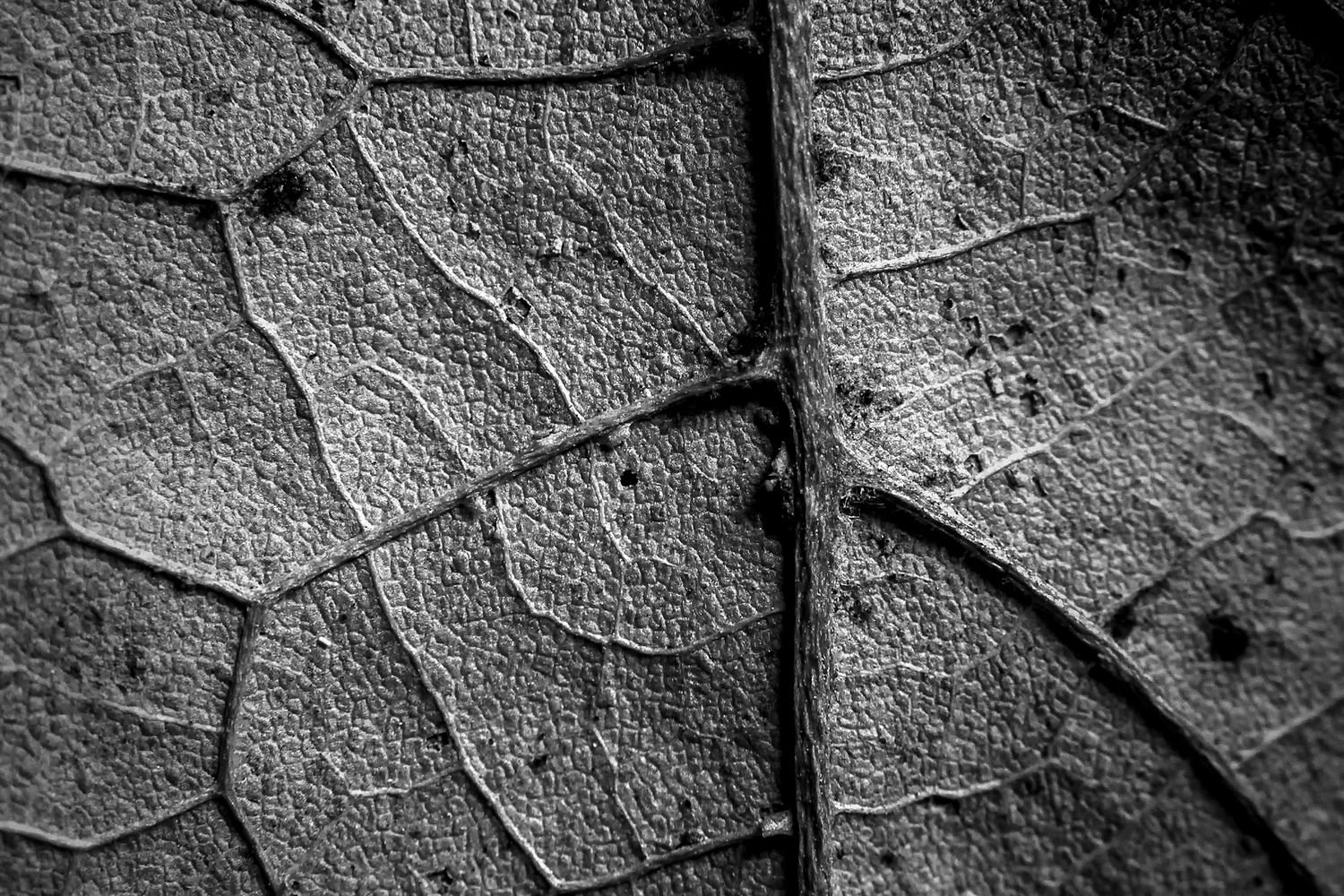 Complex Tructure Nature Structure In Nature Photos, Download The BEST Free Structure In Nature ...