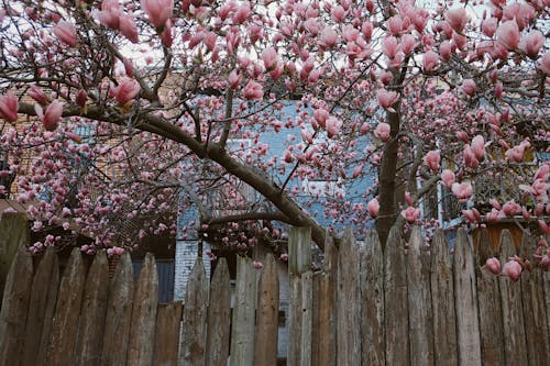 Immagine gratuita di fiore primaverile, fiori bellissimi, magnolie