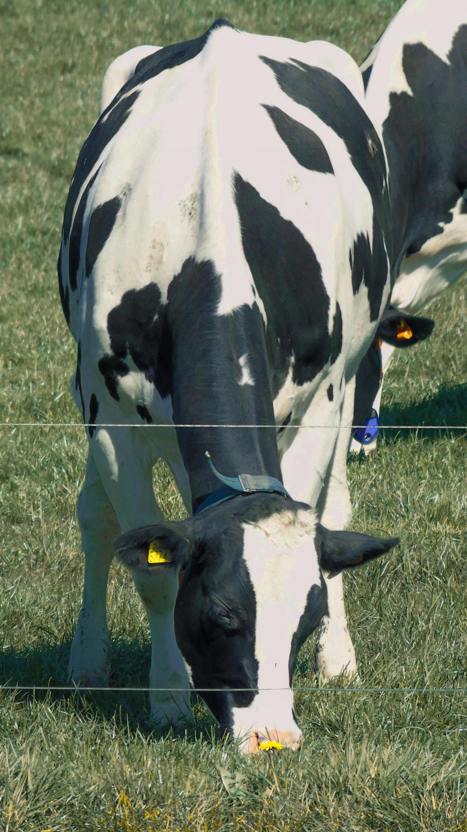 cows grazing in grass pasture in countryside