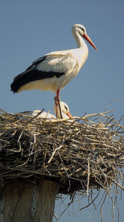 White storks in straw nest under blue sky