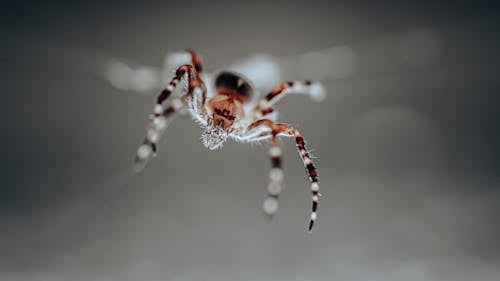 Bezpłatne Darmowe zdjęcie z galerii z europejski pająk ogrodowy, fotografia makro, owad Zdjęcie z galerii
