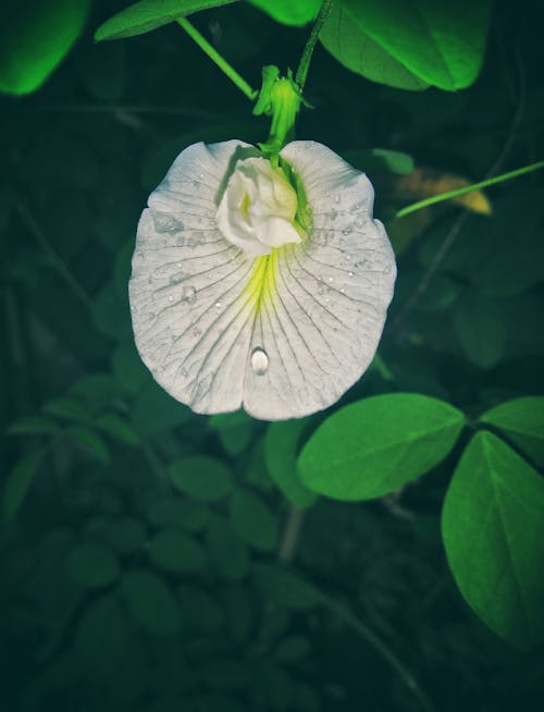 Foto profissional grátis de asa de pombo asiático branco, botânico, comestível