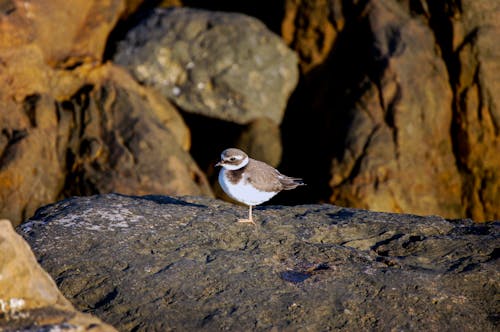 Free From above side view of small bird with white and brown plumage and pointed beak standing on big uneven stone in daylight Stock Photo