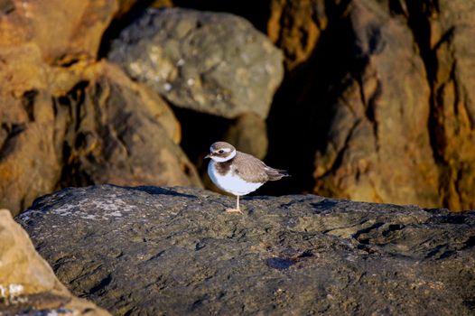 From above side view of small bird with white and brown plumage and pointed beak standing on big uneven stone in daylight