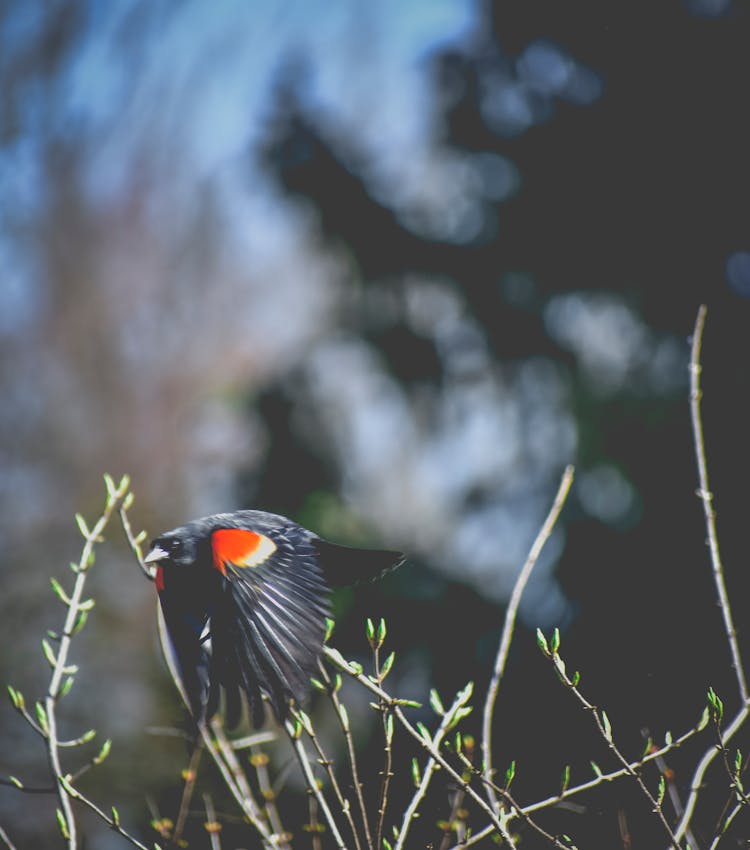 Red Winged Blackbird Flying Above Dry Twigs In Forest