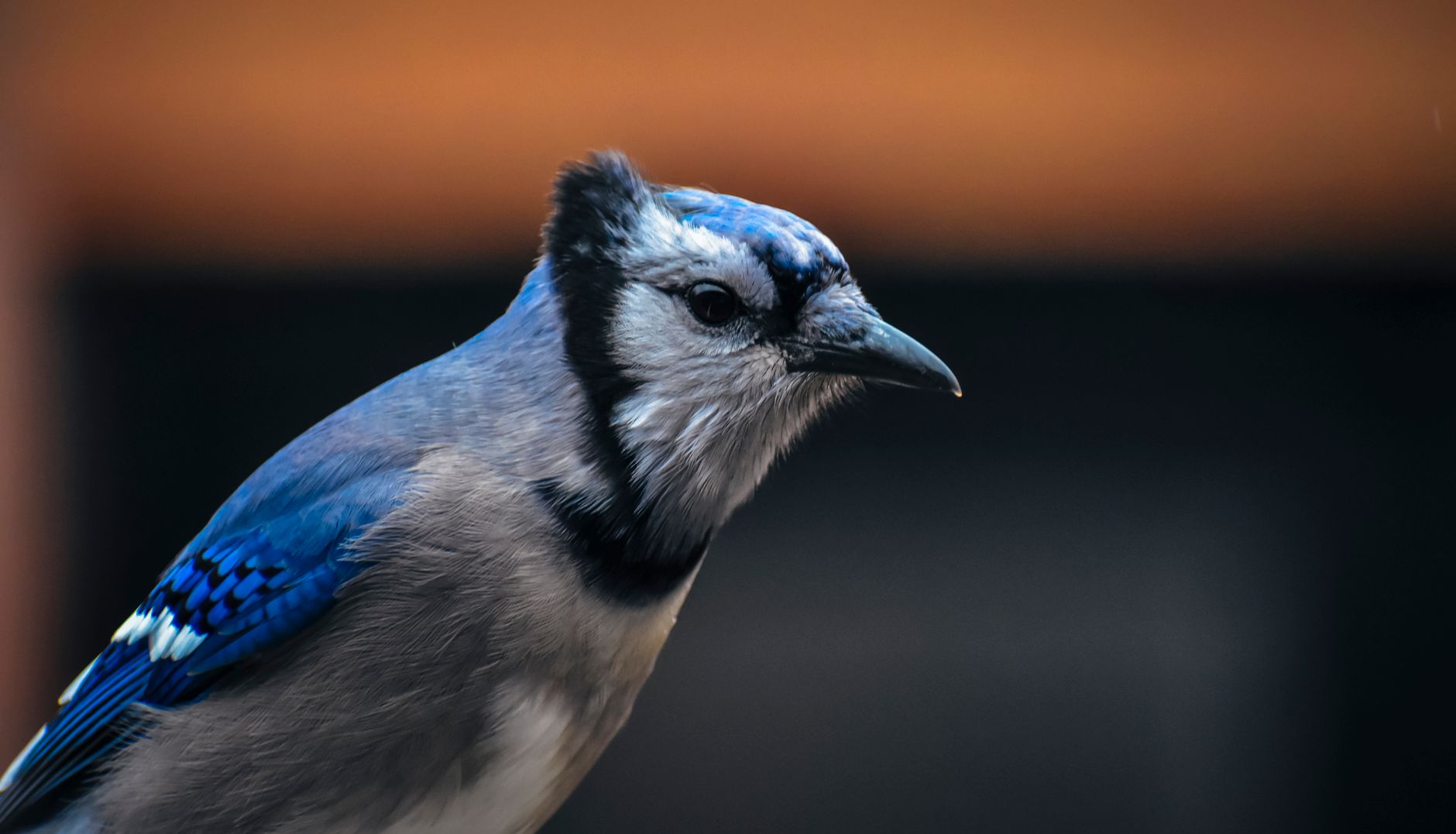 Side view of small predatory bird with bright blue and gray plumage and spiky beak resting in evening outdoors