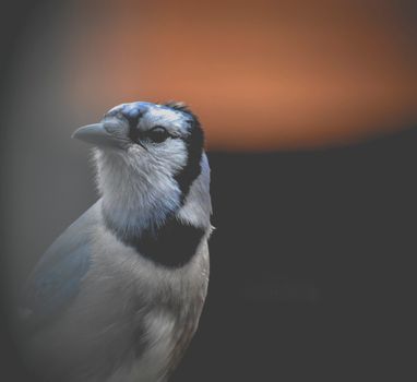 Attentive predatory bird with blue plumage in evening