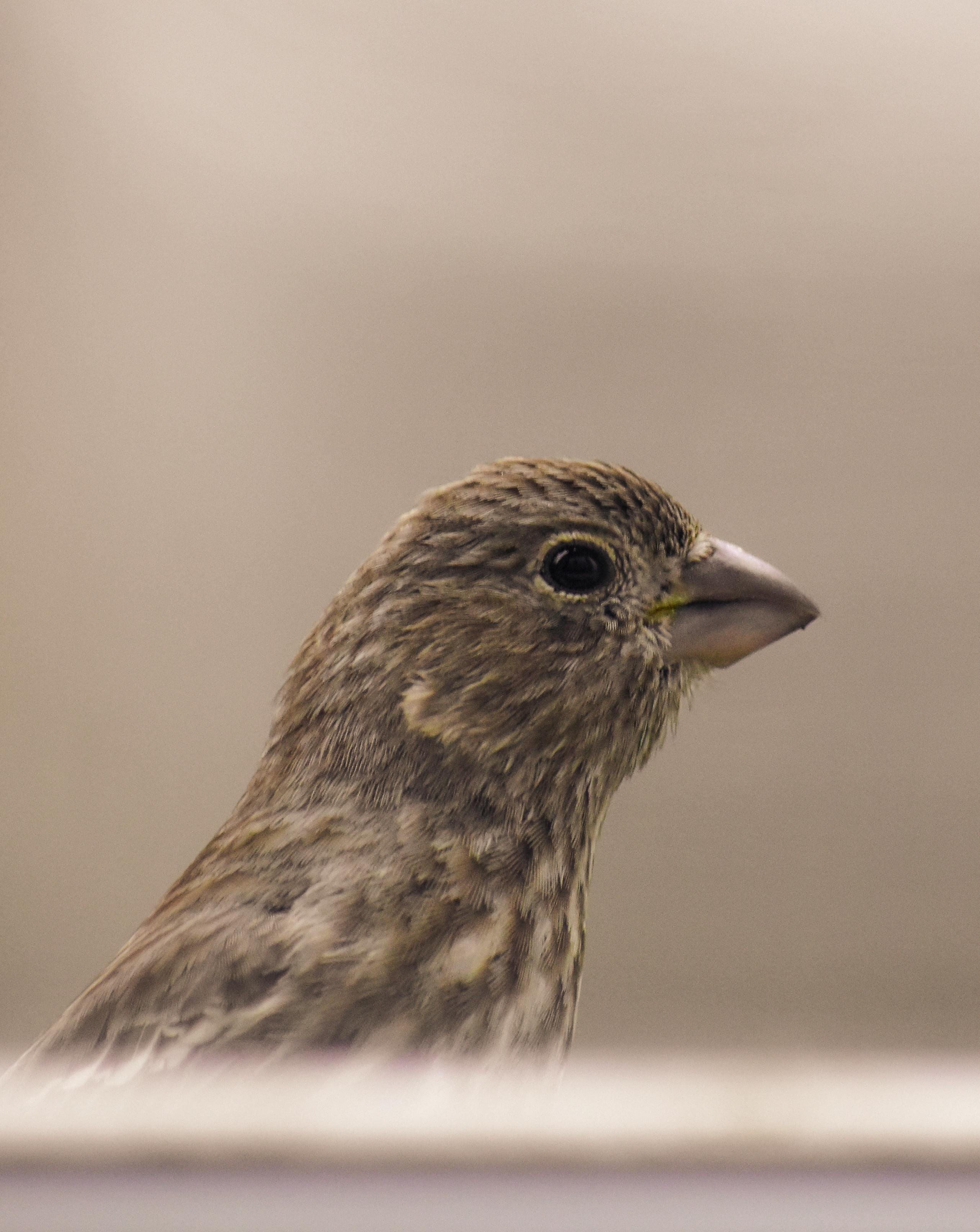 Side view of carnivorous bird with brown plumage with spots and oval shaped eye with pointed beak in zoological garden