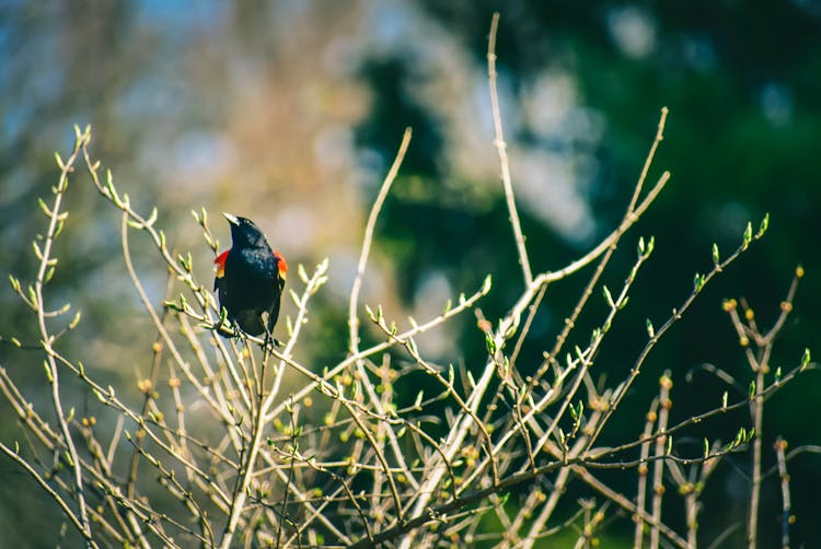 Red Winged Blackbird Resting On Thin Twigs In Summer