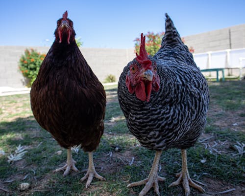 Free stock photo of animals, chickens, farm animals