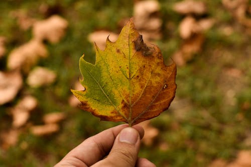 Faceless man showing bright maple leaf in fall