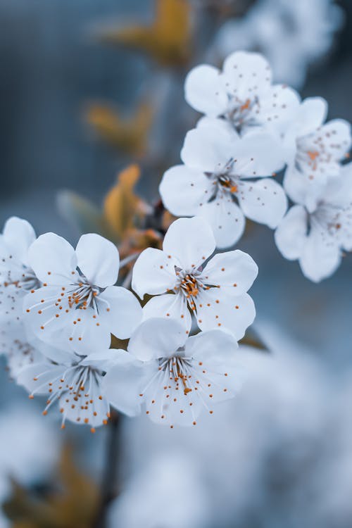 Бесплатное стоковое фото с prunus, аромат, белый