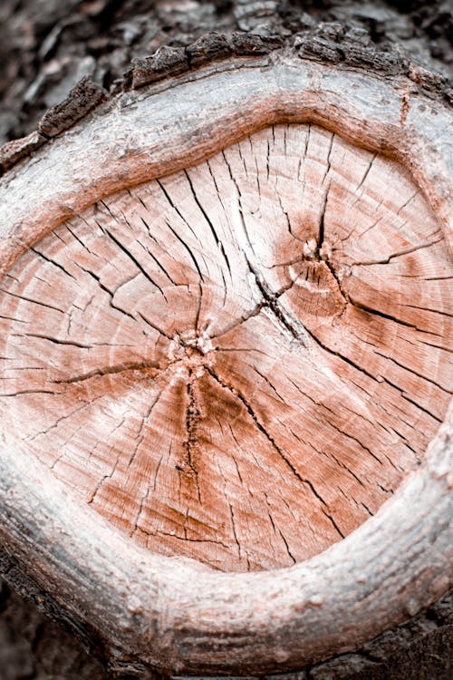 Dry tree stump with cracks on surface